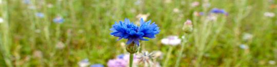 bleuet-1.jpg